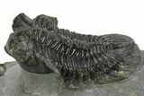 Bug-Eyed Coltraneia Trilobite Fossil - Ofaten, Morocco #381477-1